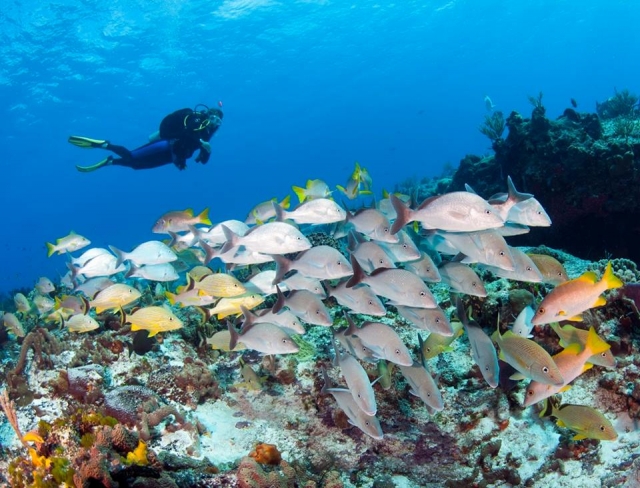 descubre los peces.