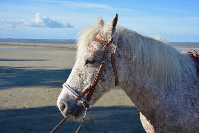  Reiten am Strand 