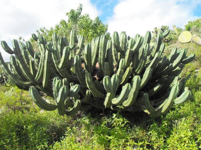  cactus. 