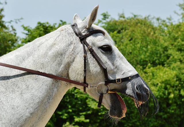 cheval blanc 