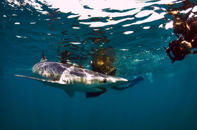  Diving. 