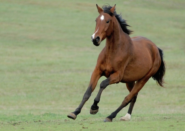  Cavallo