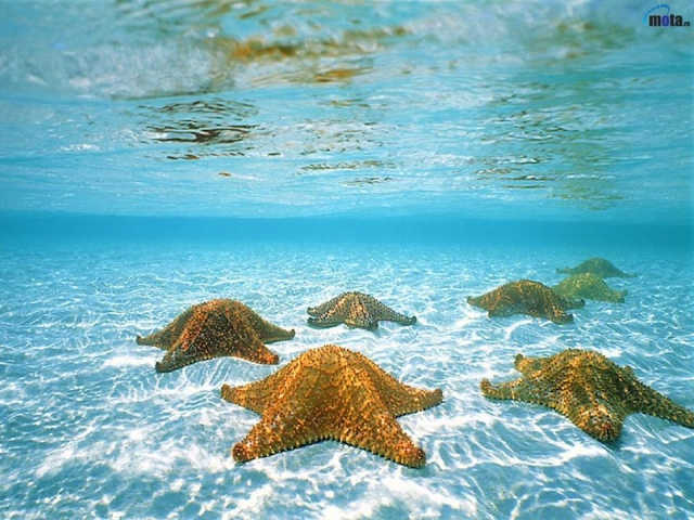 海星 