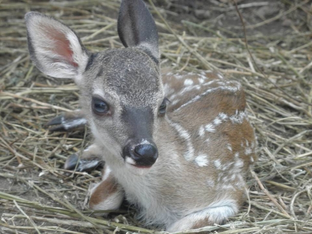 Venado baby