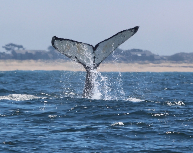  animaux marins nayarit 