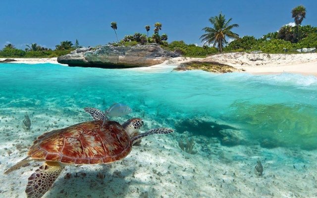 nada con tortugas 