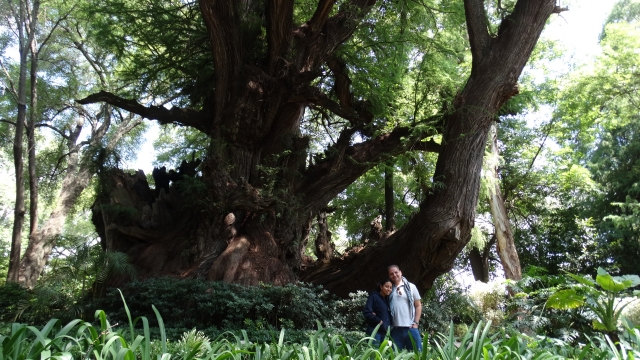 Ahuehuetes Millenarians