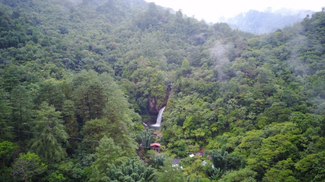 au milieu de la forêt 