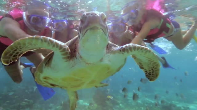 Schwimmen mit Schildkröten 