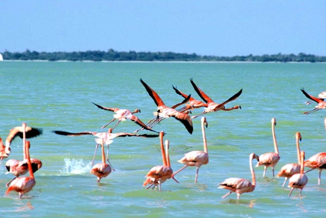 flamants roses 