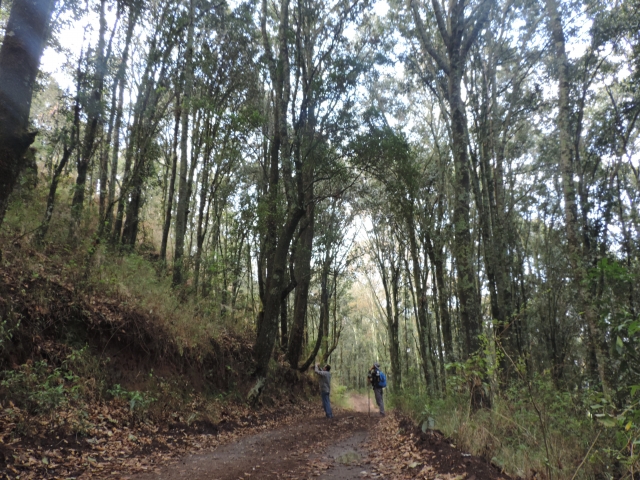 bosques 