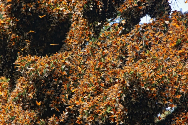  papillon monarque 