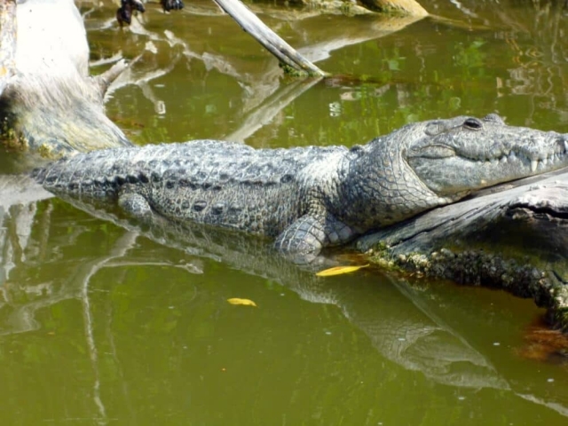 Crocodile 