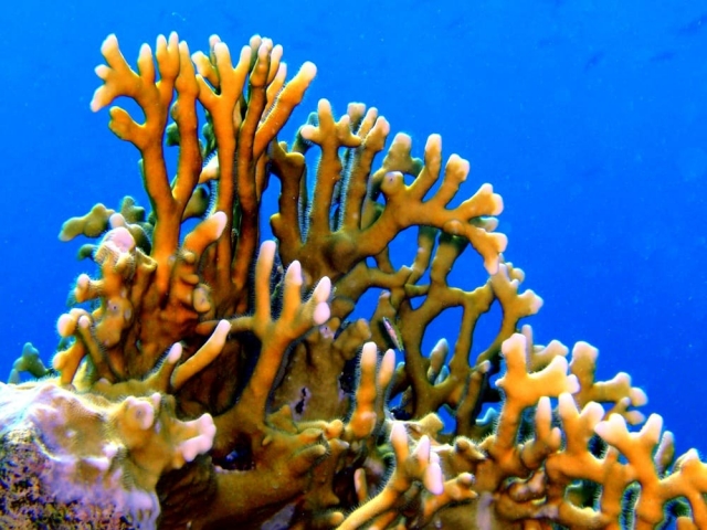  Vista de snorkel 