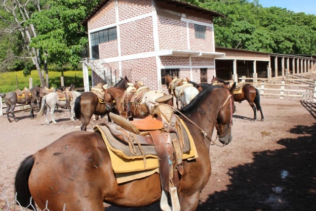  Our horses 