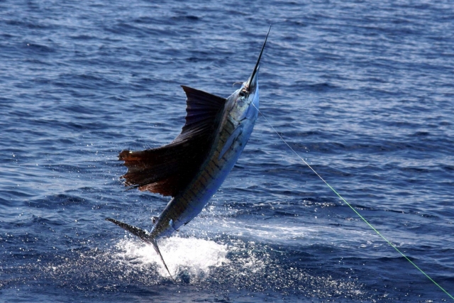  Pêche à l'espadon 