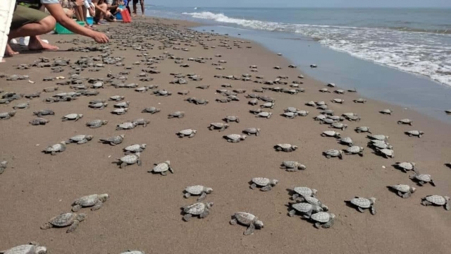  Freilassung kleiner Schildkröten 