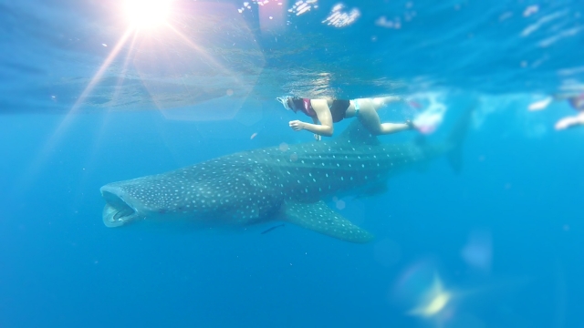  Nager à côté du requin baleine 