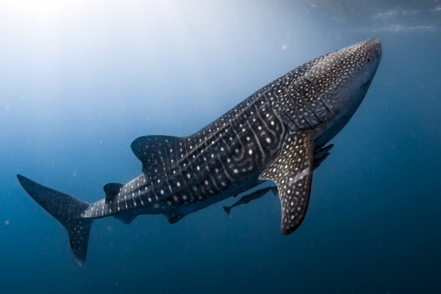 Requin baleine 