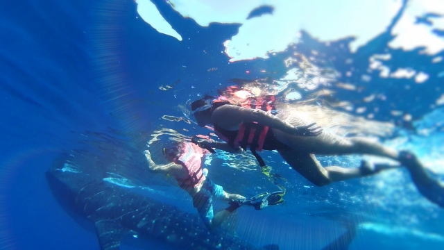  Plonger avec la baleine
