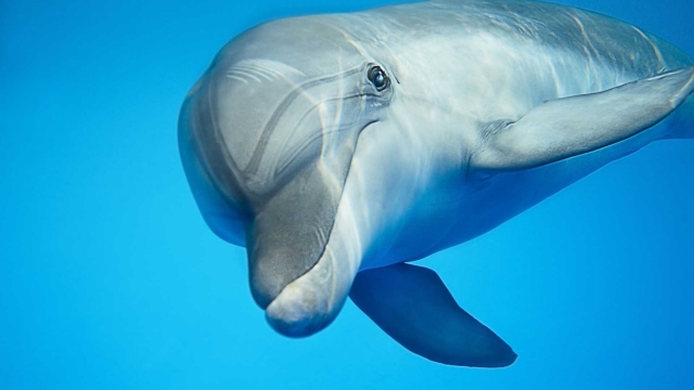  dolphins 