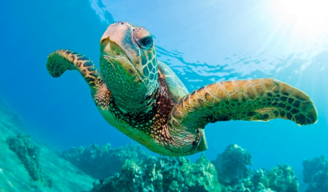  sea turtles