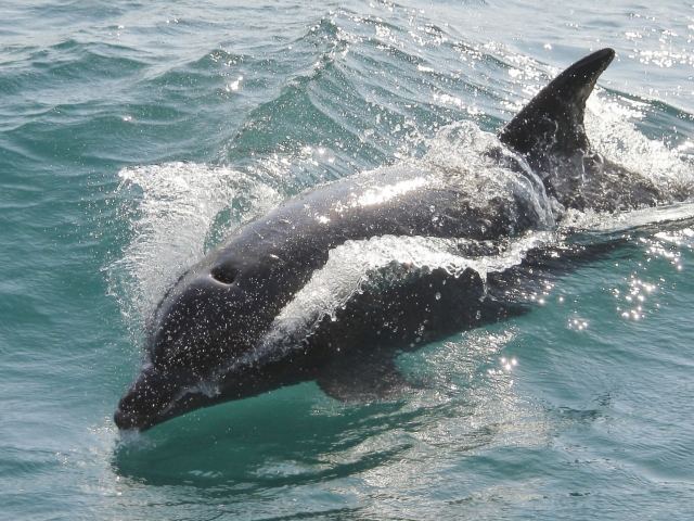  Dauphins à Vallarta 