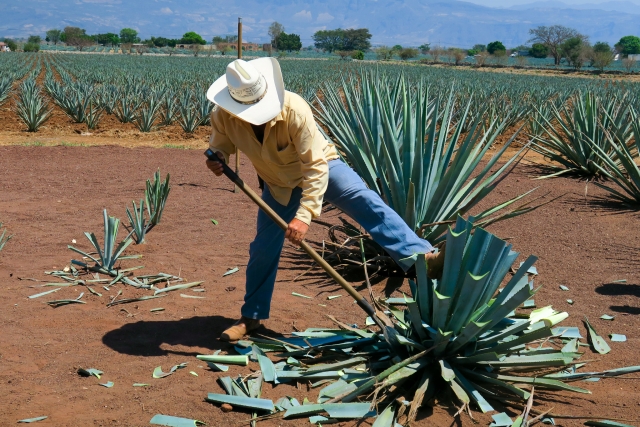  Fabrication de tequila 