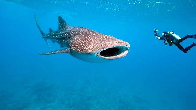  Nager avec le requin 