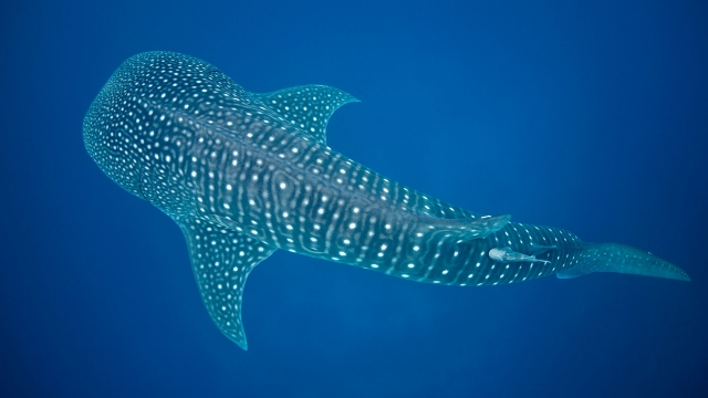 Requin baleine 