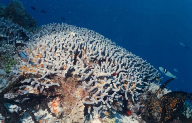  Snorkel in Cozumel