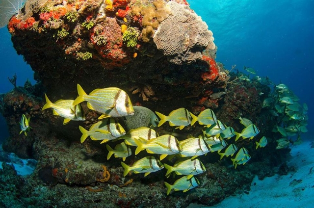  Diversità delle specie