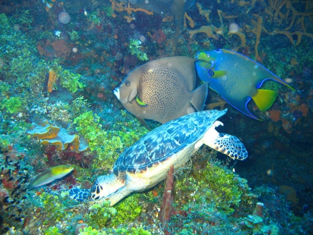 海洋生物 