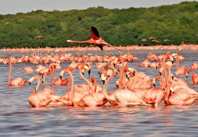  Tour de Flamencos 