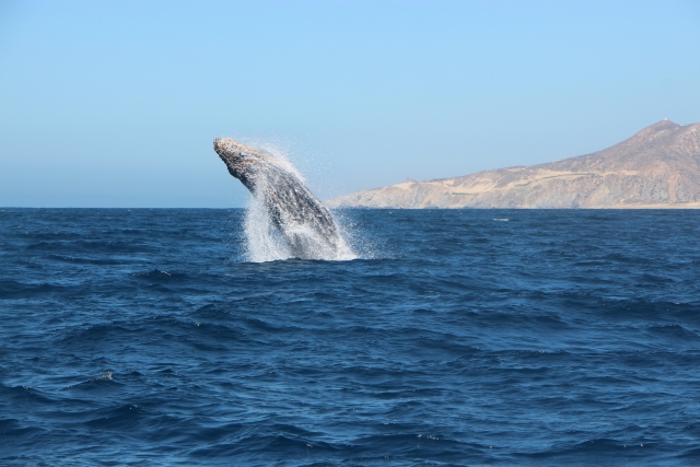 Whale Grey 