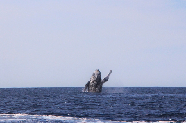  Balena grigia 