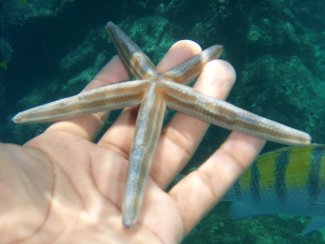 Étoile de mer 
