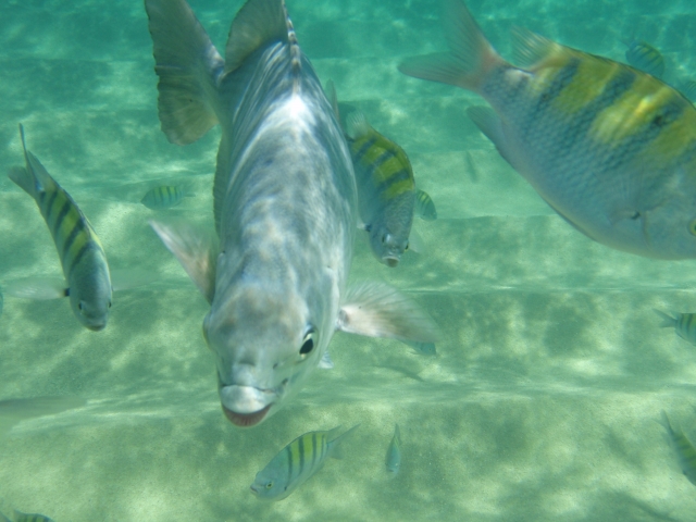  Différents poissons 