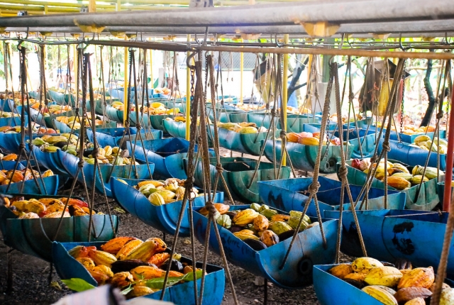 Lavorazione del cacao 
