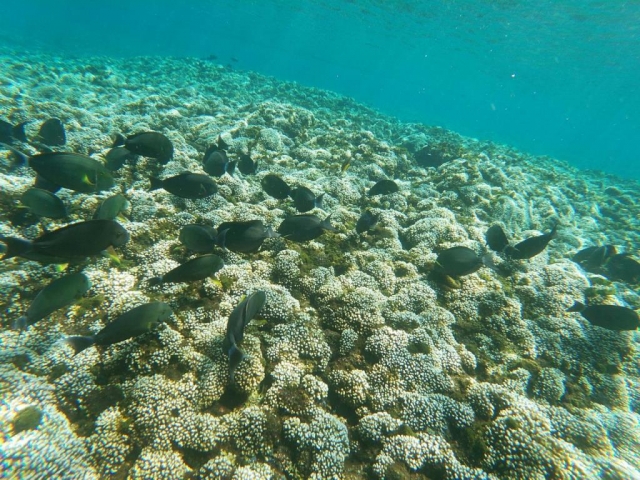  Coral reef 