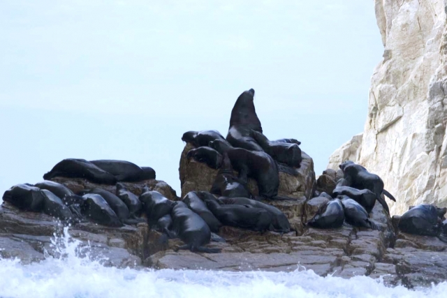  Seal and sea lion reserve 