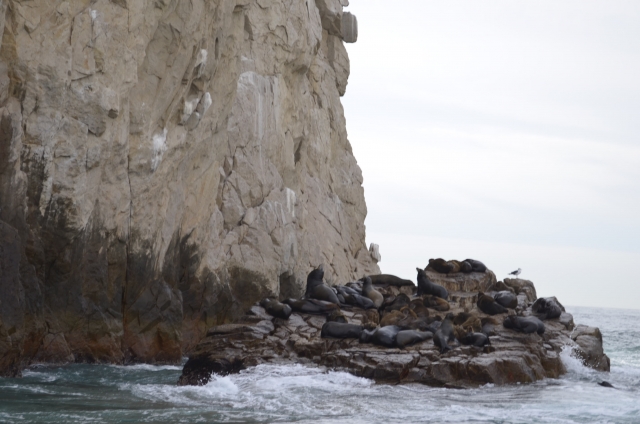 Seal and sea lion reserve 