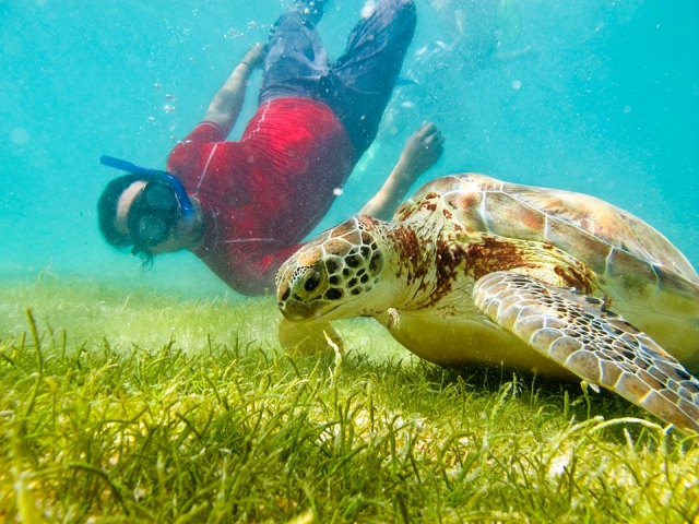  Swimming with turtles 