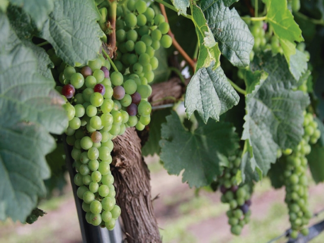 La uva para hacer cava