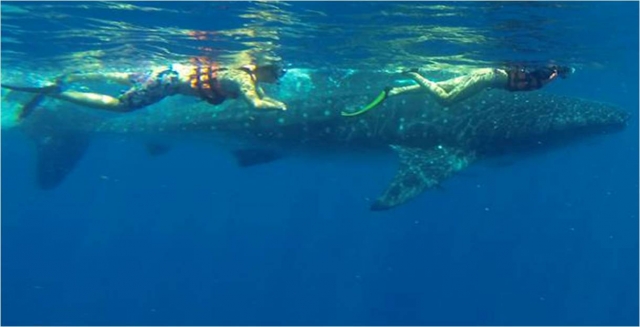  Snorkeling à Cancun 