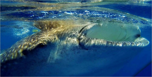  Nager avec un requin baleine