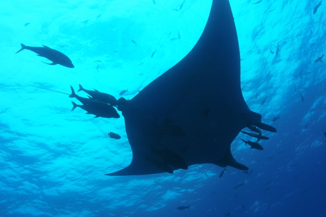  À côté d'une manta 