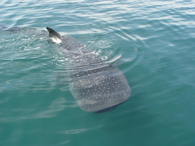  Baleine à nos côtés 