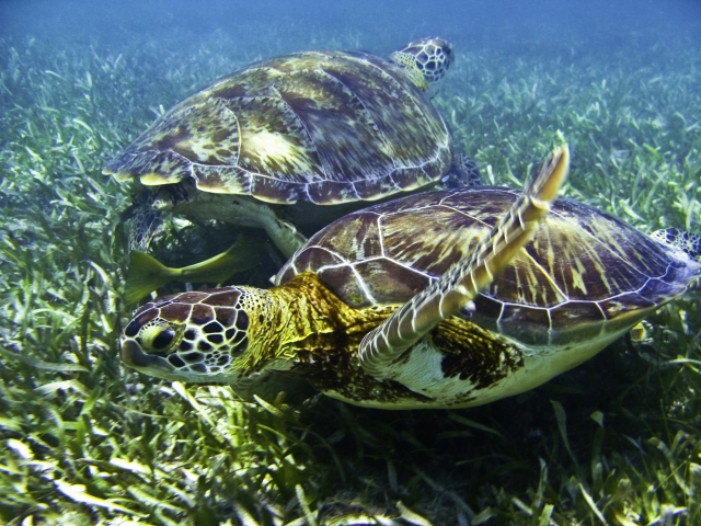  Nade com tartarugas em tulum 