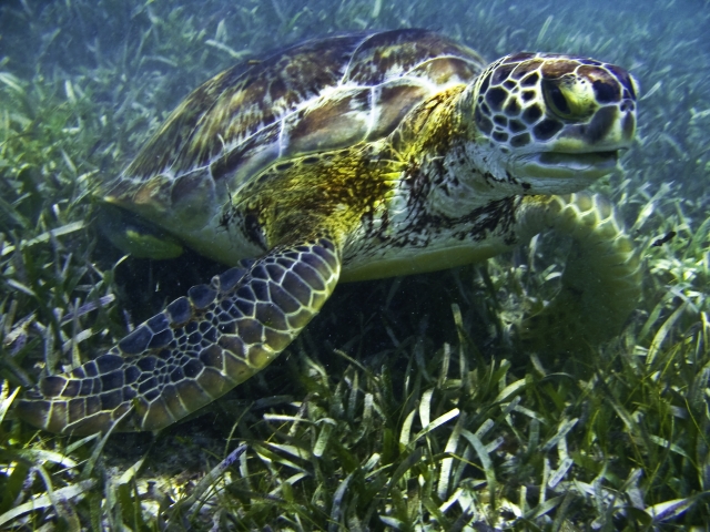  snorkel com tyrs -99- img -6636.jpg